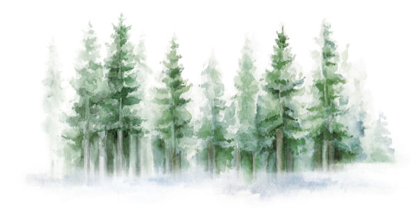 Foresta d'estate - immagine 2