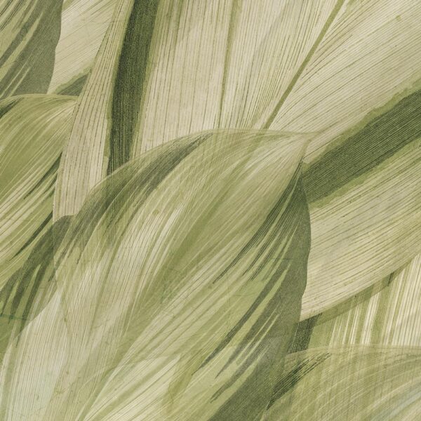 Dracaena - immagine 3