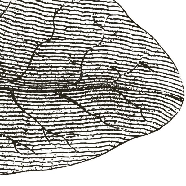 Giant Leaves - immagine 5