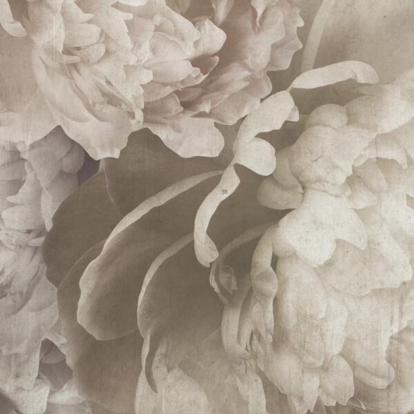 Peonia - immagine 3