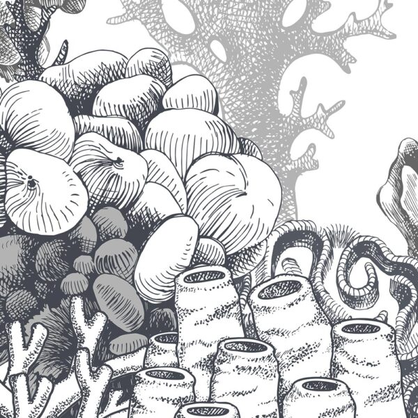 Reef - immagine 3