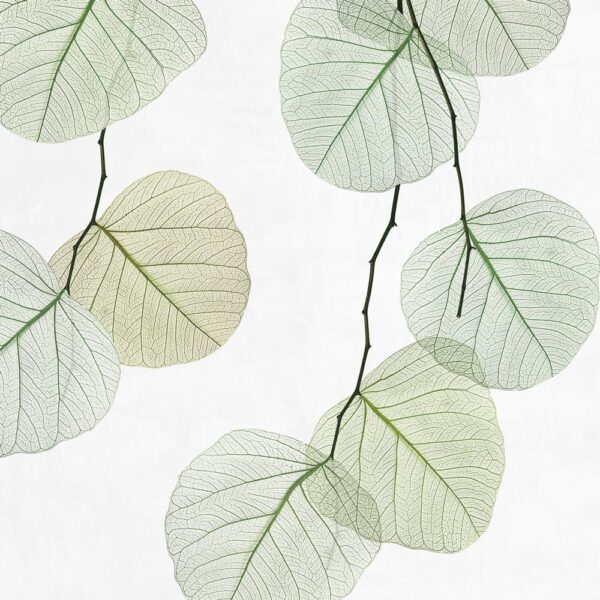 Skeleton leaf - immagine 3