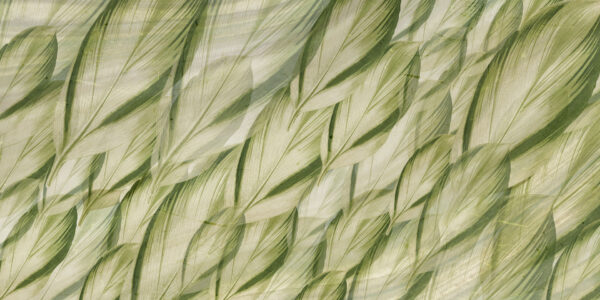 Dracaena - immagine 2