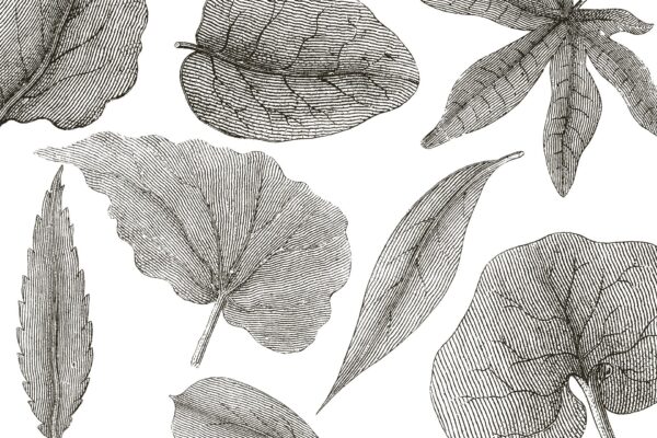 Giant Leaves - immagine 2