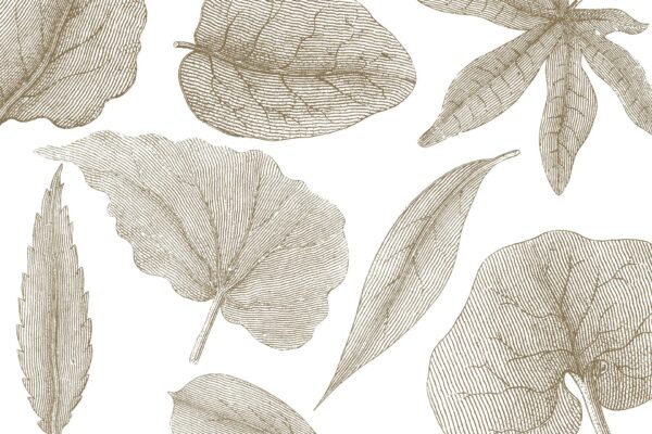Giant Leaves - immagine 3