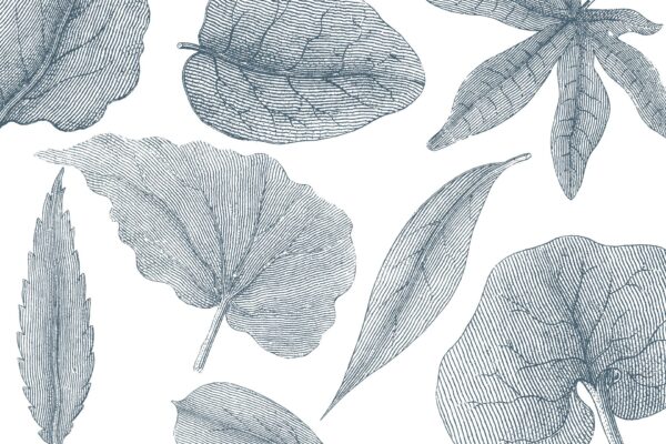 Giant Leaves - immagine 4