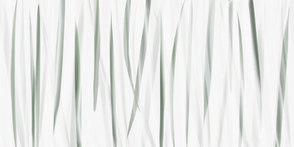 Morning Light - immagine 2