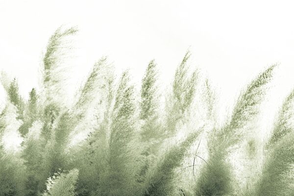Pampas - immagine 2